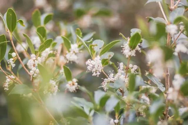 西雅图最浪漫的地方,西雅图一个充满文艺又浪漫的地方