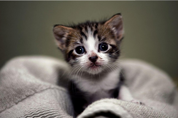 新手养猫注意事项大全,新手养猫注意事项软件