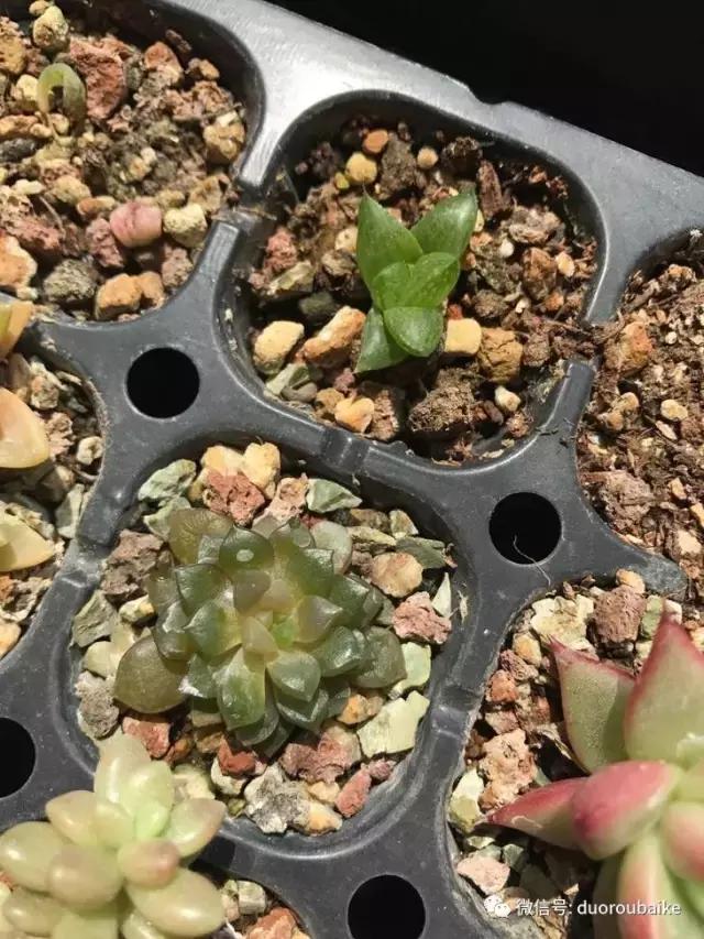 杀虫气雾剂能给多肉喷小黑飞吗,给多肉喷杀虫剂浓度高了有影响吗