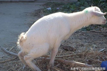 羊尿不出，考虑是否是尿结石，以及如何预防