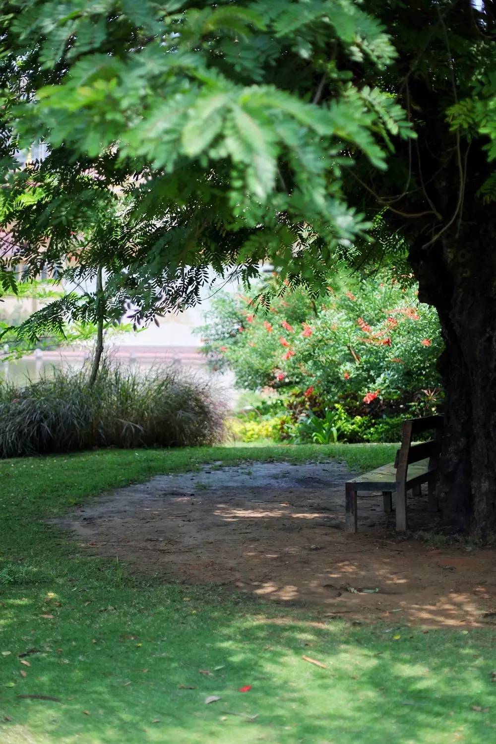 徐千雅彩云之南西双版纳,彩云之南云南西双版纳景色