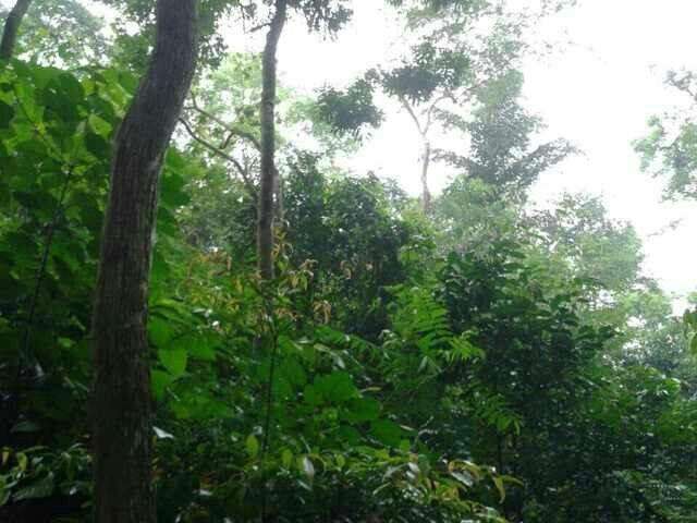 越南黄花梨拉丁文,越南黄花梨知识大全