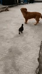 我有一个大胆的想法表情包动图,我有一个大胆的想法幽默搞笑