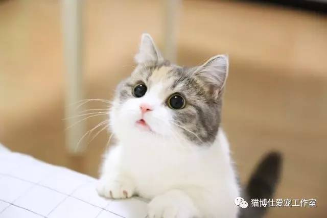 怎么看猫咪有没有猫藓啊,你的猫咪有什么坏习惯