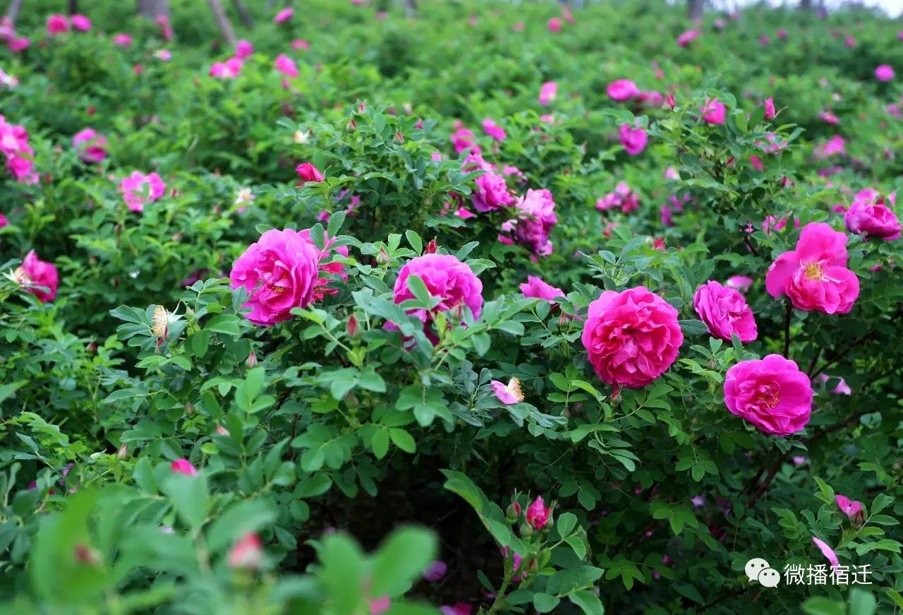 三台山五月盛开的花,5月宿迁三台山开什么花