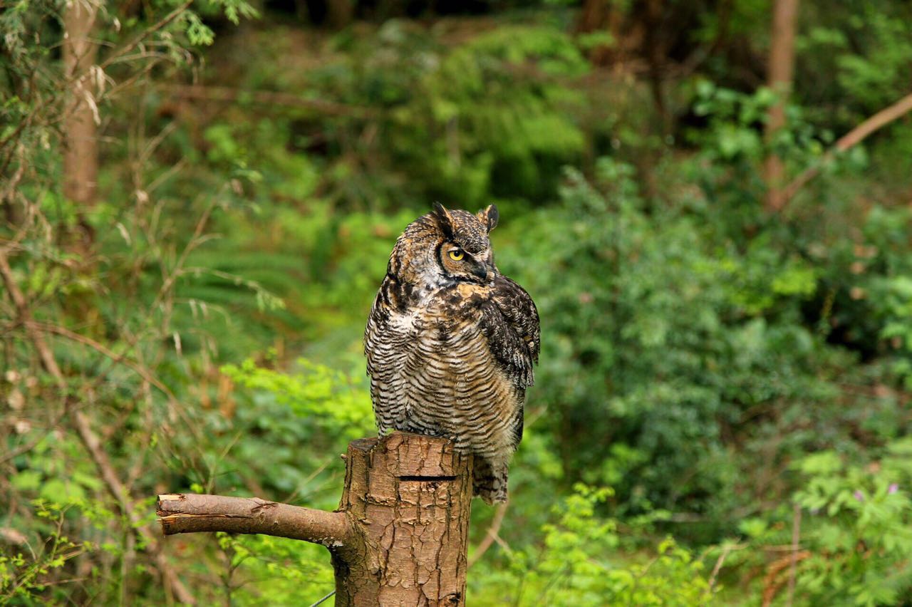 七十迈分享—14天玩儿转加拿大枫叶之国自驾游之旅（二）