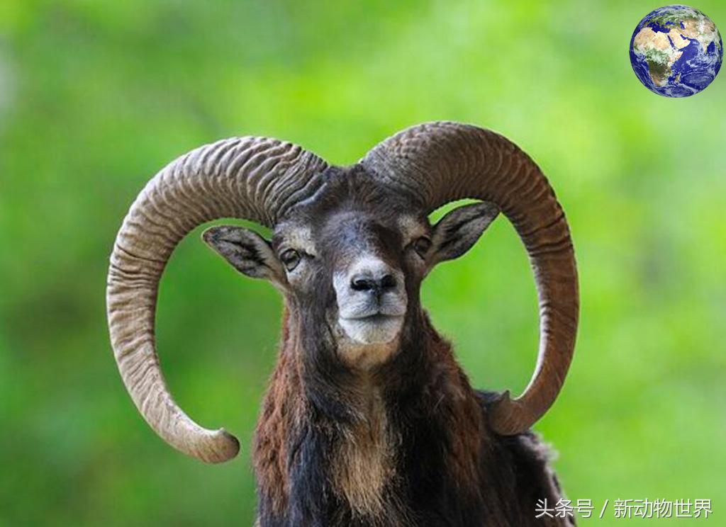 羊是牛科动物还是植物,羊是反刍性动物吗