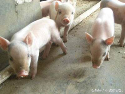 仔猪拉稀用什么中药效果最好,食醋治疗猪拉稀