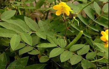 地里常见杂草竟然是草药,农村常见的中草药种植回收