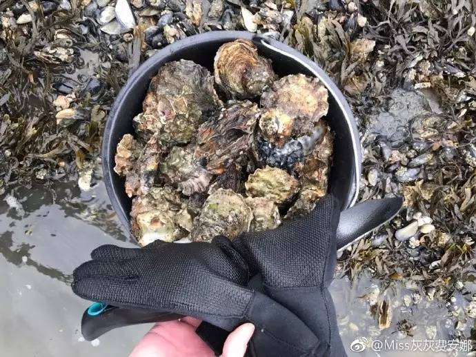 丹麦生蚝之旅,吃货到海边吃生海鲜