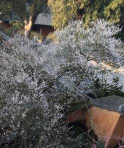 为什么说腊梅是梅花,陆游眼中的梅花是怎样的