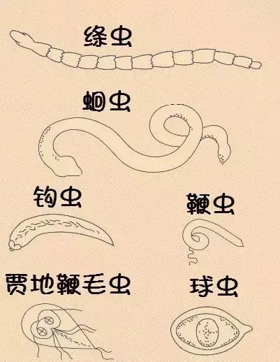 狗狗便血一般是什么原因,狗狗便血是感染哪种寄生虫