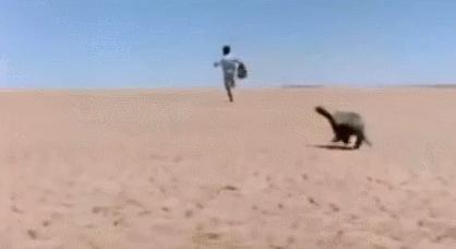 动物蜜獾的好斗史,蜜獾的习性特征