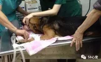 狗狗死掉了要不要再养,狗狗死了还要不要再养