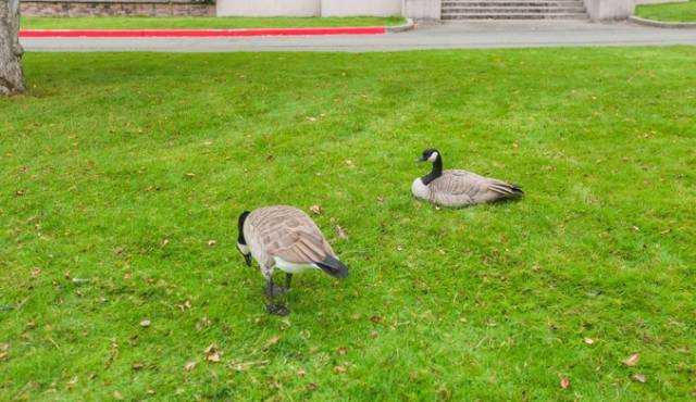西雅图最浪漫的地方,西雅图一个充满文艺又浪漫的地方