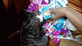 喵主子很烦恼,御赐铲屎官之喵主子们的烦恼