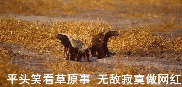 动物蜜獾的好斗史,蜜獾的习性特征