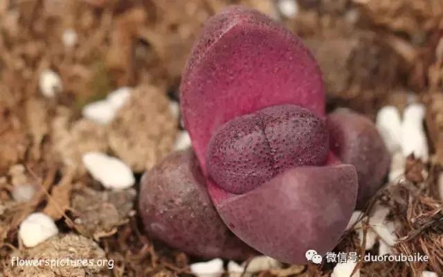 杀虫气雾剂能给多肉喷小黑飞吗,给多肉喷杀虫剂浓度高了有影响吗