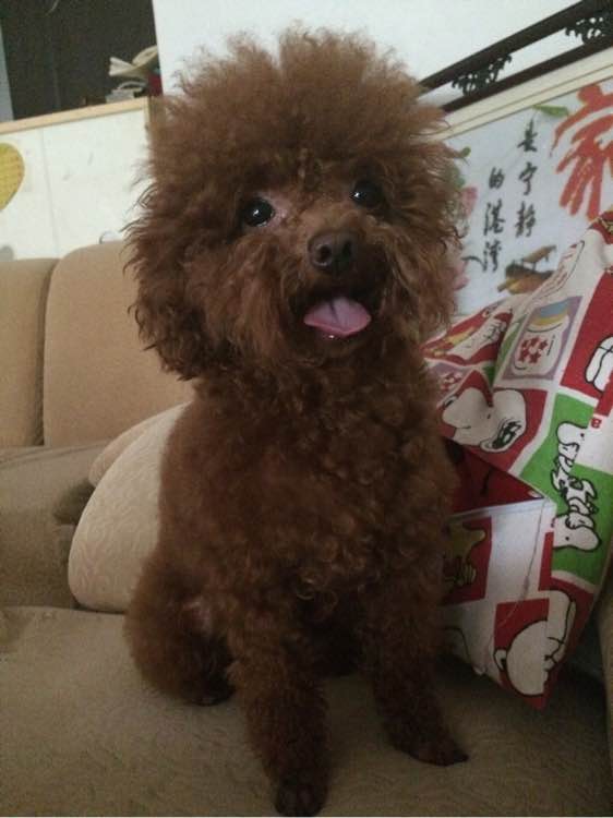 母狗烦躁怎么办,母狗一直哼唧焦躁不安怎么办