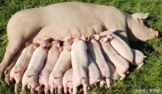 猪蓝耳和伪狂犬能治好吗,蓝耳伪狂犬传染