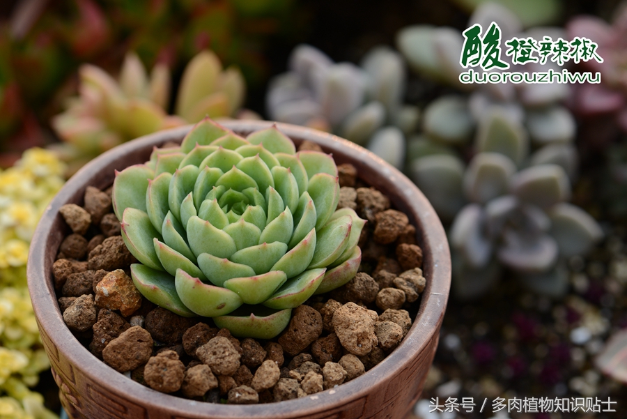 这六种多肉便宜又好养，快来在阳台养出来吧