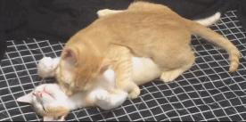 你够了，舔了半天还没舔完（GIF多图）