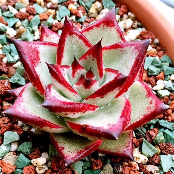 母亲节送什么花最好最合适呢,母亲节送什么花最好最实用