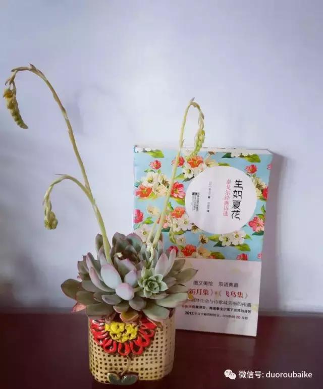 原来多肉与书更配哦！文艺范走起！