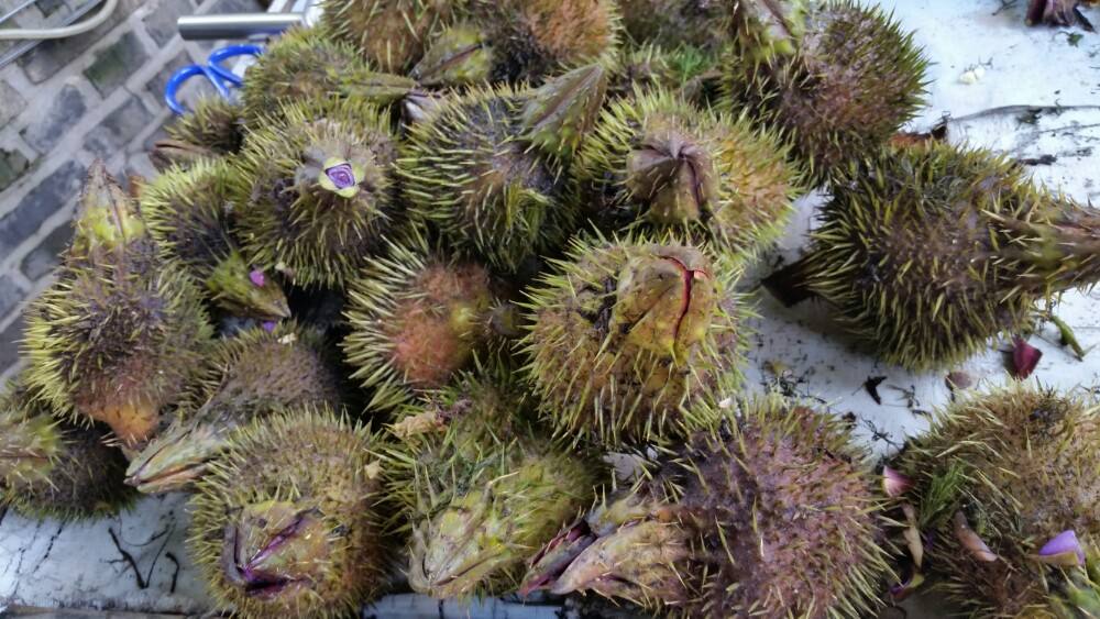 长在河里的板栗,长在水里的一种坚果