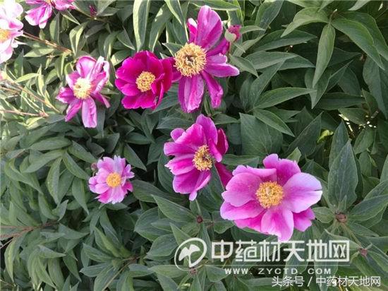 影响白芍价格行情的因素有哪些,白芍最新行情价格是涨还是降