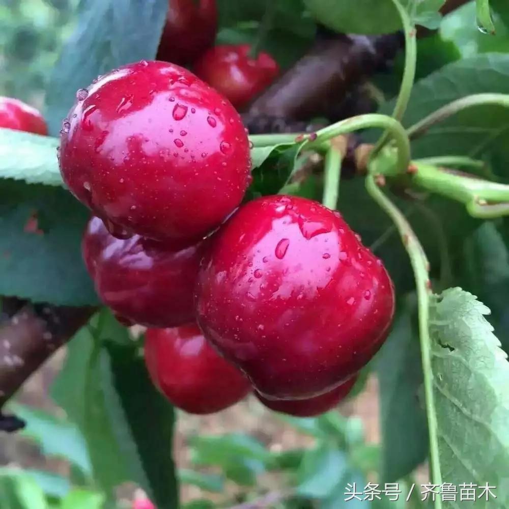 果树僵苗补救最佳方法,果树黄叶枯萎死苗