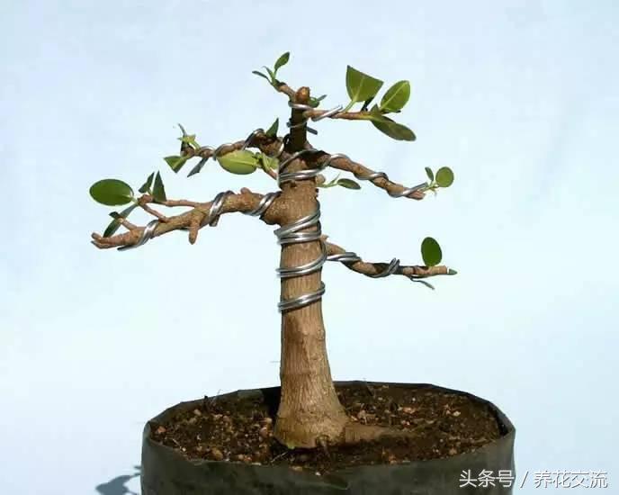 石榴盆景整形修剪时间,赤楠盆景整形修剪方法图解