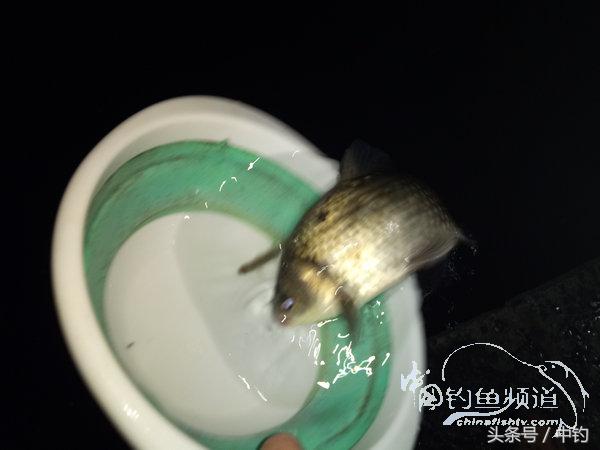 野钓日记第17期,野钓日记19天