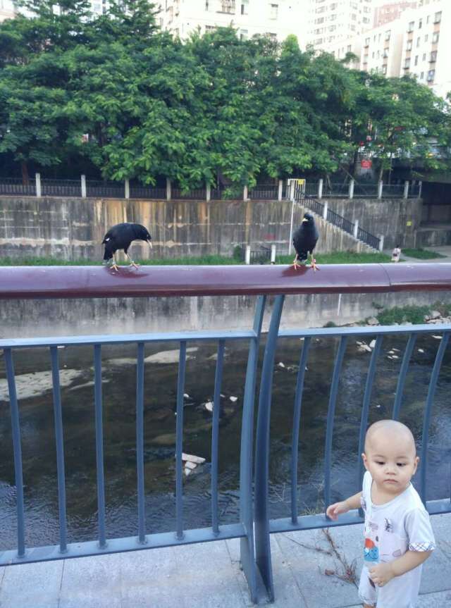 养八哥的十个技巧,天下一场梦养小鸡