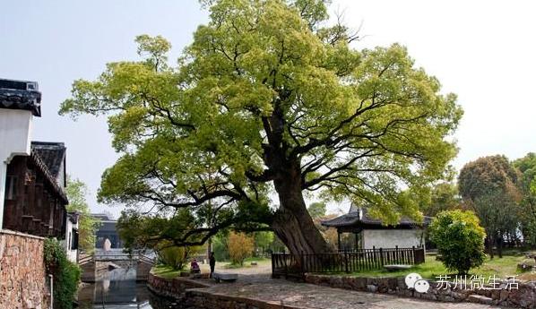 苏州最值得去的五个景点,苏州最值得去的10个景点排名