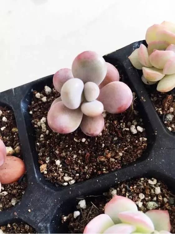 入坑仅1年，他的肉肉竟然全都大变样？！这真的是同一颗肉肉吗？