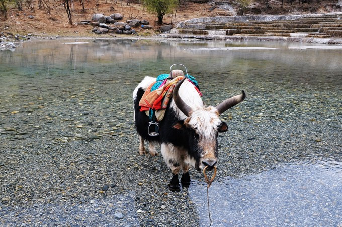 玉龙雪山纳西人心中的神山,玉龙雪山是当地纳西族的神山