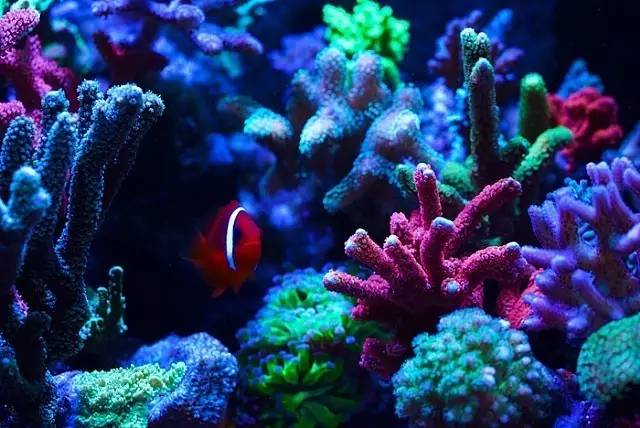 红树海缸,适合海缸的红树品种