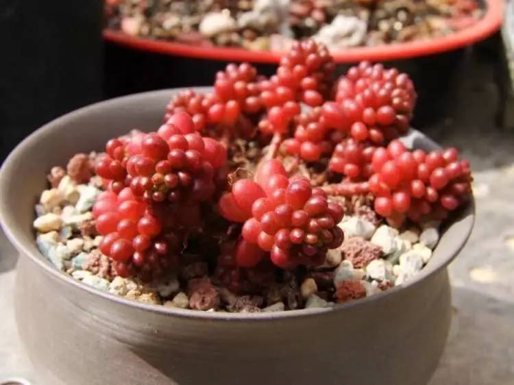 入坑仅1年，他的肉肉竟然全都大变样？！这真的是同一颗肉肉吗？