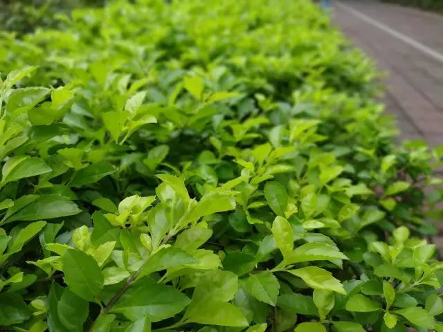 罗永浩哭着发布的坚果语录,坚果pro和罗永浩对比