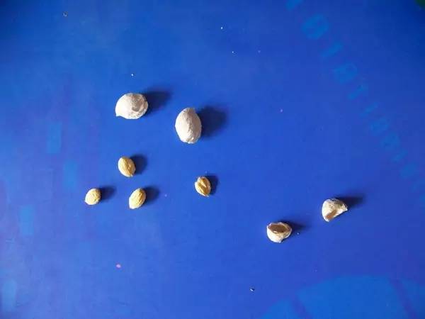 烟台吃小樱桃的地方,山东烟台绝对是吃樱桃的好地方