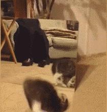 小狗偷吃口红拒不承认，铲屎的：喂，你当我是瞎吗！