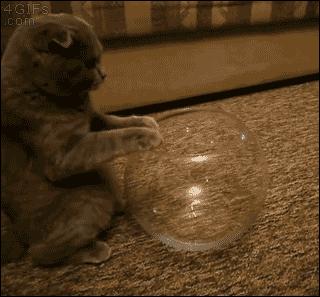 那些柔弱无骨的液体猫，其实猫咪才是水做的吧，最后一个绝了