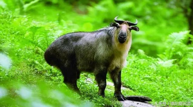 德阳周边游:端午3天我们走“喇叭河”怎么样?最强攻略来袭