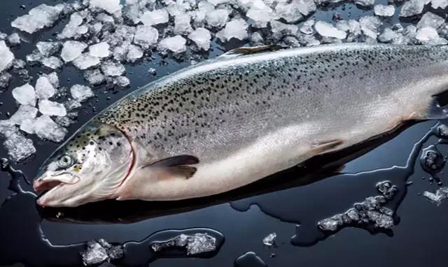 除了北冰洋还有什么洋,挪威什么鱼好吃