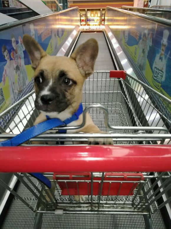 4天186元，治好了狗狗的细小！分享给宠友