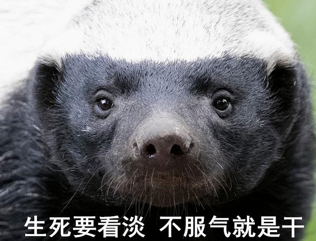 非洲平头哥蜜獾——非洲草原开挂一样的存在