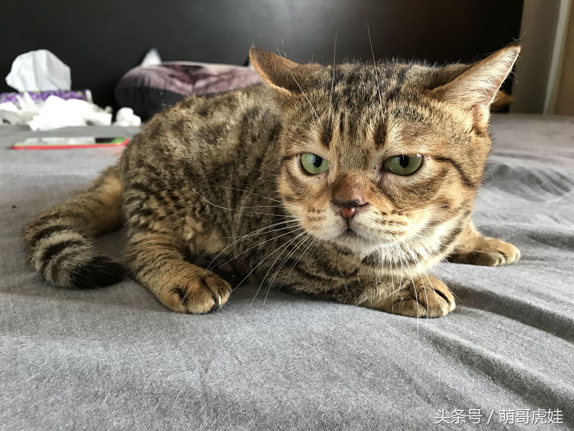 猫咪见证铲屎官的爱情,铲屎官满脸伤的亲猫咪