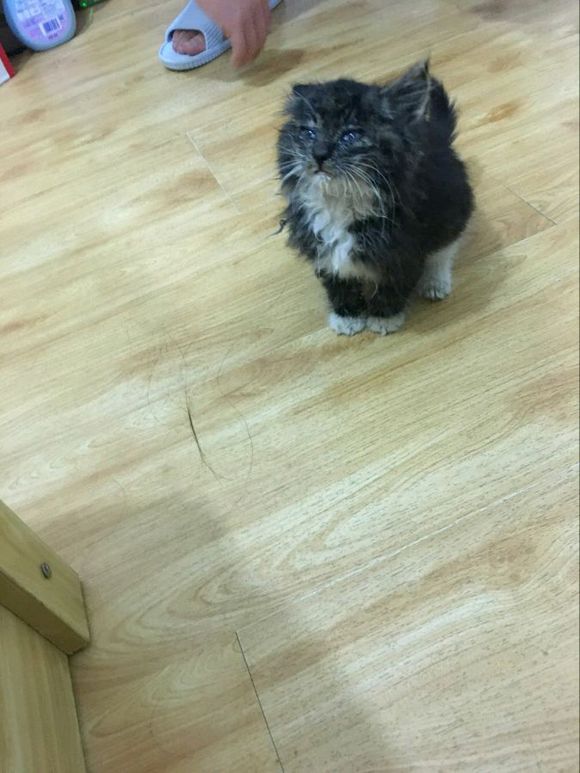 在路上捡到流浪猫可养吗,女子在野外捡了一只猫