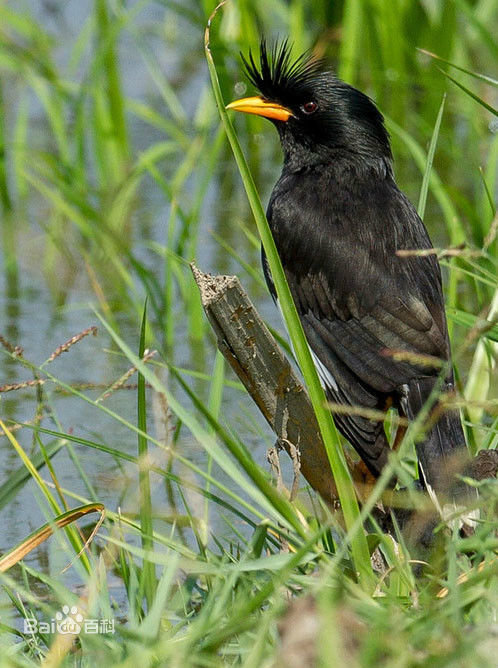 怎么样养好一个八哥鹦鹉,怎么教八哥鹦鹉说话技巧